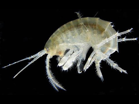 Amphipod Facts - Extremely Important Crustaceans
