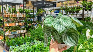 Fun Late Night Plant Shopping at Lowes | Spring Big Box Store Houseplant Shopping