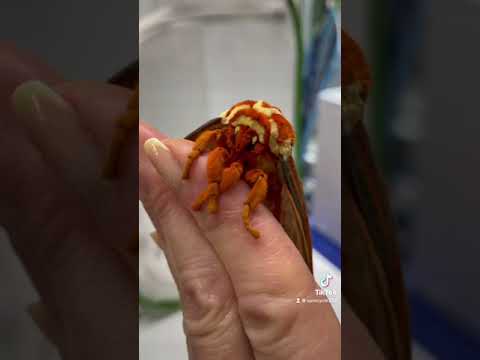Video: Muşcă moliile de atlas?