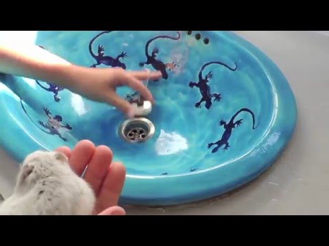 Vidéo: Comment Laver Les Hamsters Dzungarian