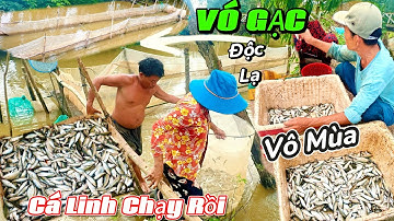 Độc Đáo Nghề VÓ GẠC | Cách Bắt Cá Độc Lạ Thu Hàng Trăm Ký Cá Linh | Mùa Nước Nổi 2025. 