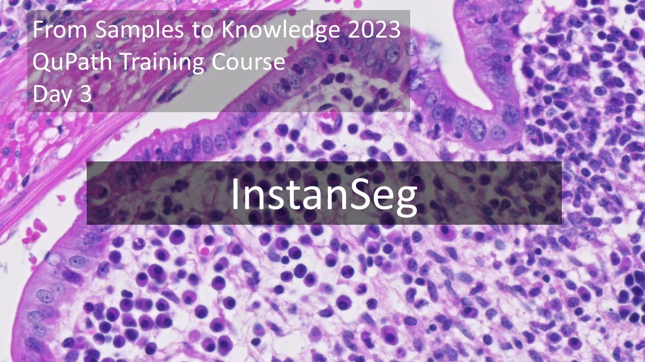 Instanseg InstanSeg - YouTube