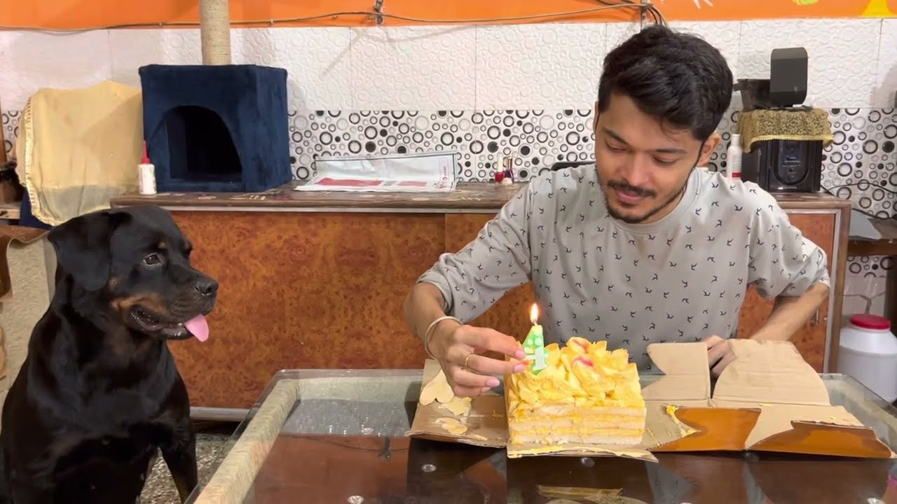 Roxy ka birthday 🥳 | dog can talk part 222 | roxycheeni | review reloaded