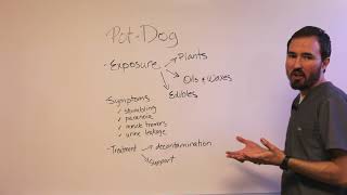 Marijuana Toxicity in Pets by Aspen Grove Veterinary Care - Fort Collins 960 views 5 years ago 3 minutes, 43 seconds