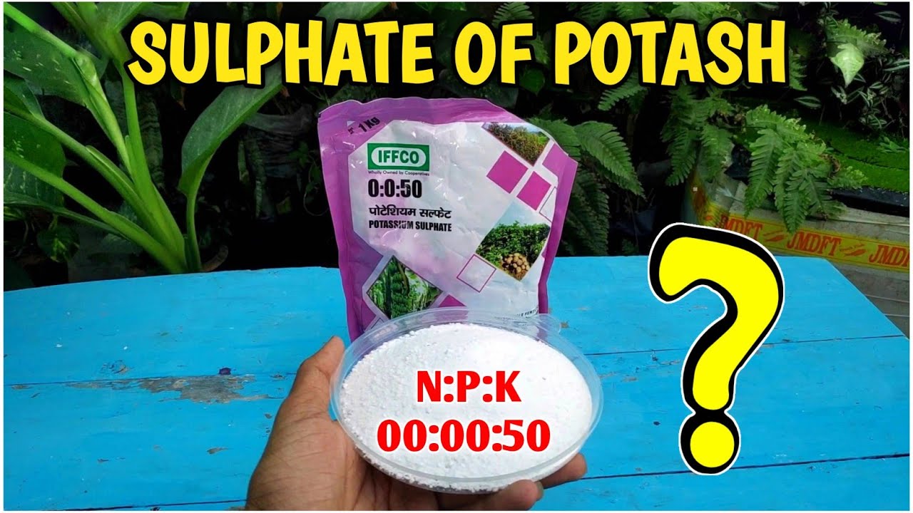 What Is Potassium Sulphate/N:P:K 00:00:50 ? How To Use SOP/Sulphate Of Potash Fertilizer In Hindi