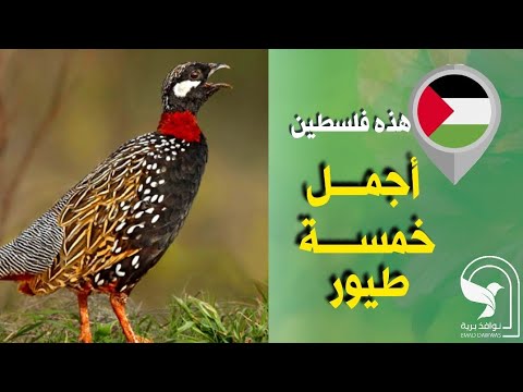 اجمل خمسة طيور من فلسطين