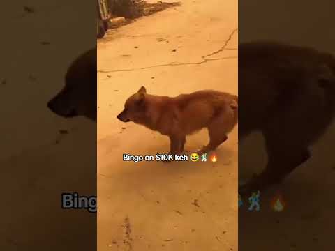 Rema Kelebu Dance Dog Version Kelebu Rema Dance Dance Chllenge Is 