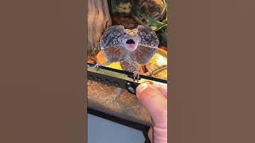 Mini Jurassic Park!🦖#frilleddragon #lizard #reptiles #dilophosaurus #dinosaur#jurassicpark #fyp