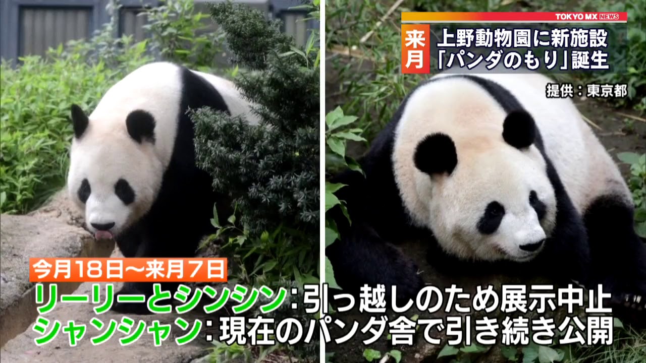 ９月 上野動物園 パンダのもり 誕生 Youtube