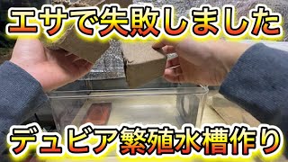 エサで失敗しました〜デュビア繁殖水槽作り