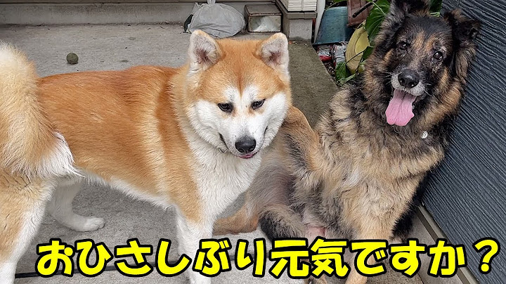 お久しぶりです、ぼちぼち投稿開始します