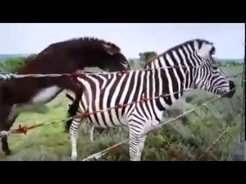 Zebrayla Çiftleşme Eşeğin Sonu