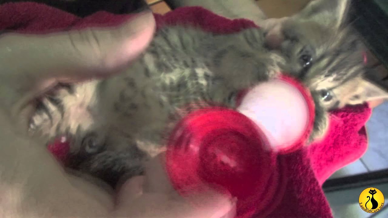 cats inn Baby kitten playing with nipple!