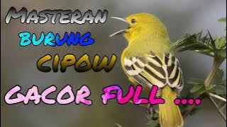 Download lagu masteran burung cipoh