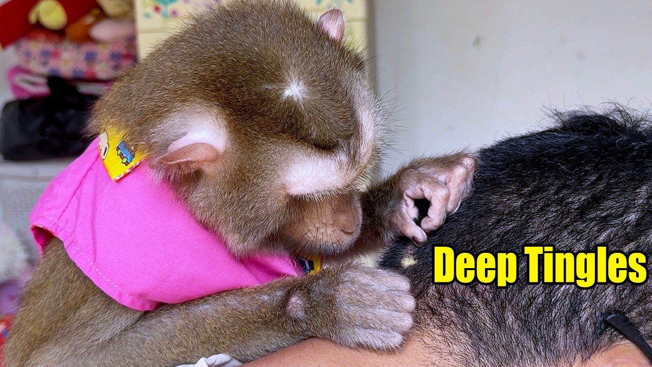 Monkey Grooming ASMR | Relaxing Tingle Vocal Sound by Therapist Judy