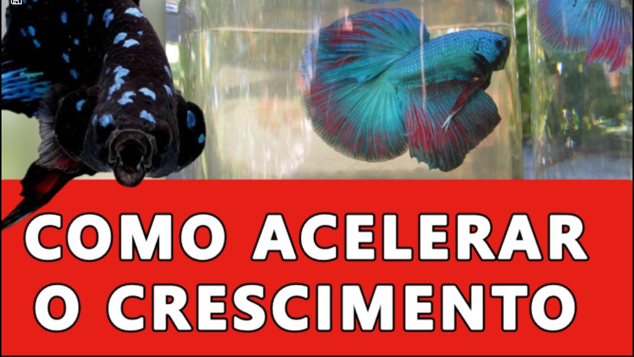 COMO FAZER O BETTA CRESCER RAPIDO