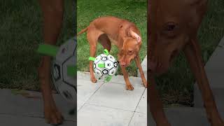#dogs just want to have fun!