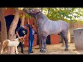 The world biggest zuljana horses most beautiful horse in the world full information hsn