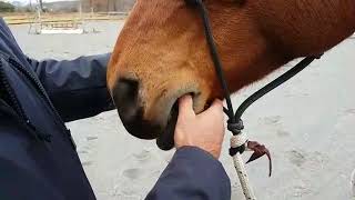 Jaw Releases for More Effective Communication