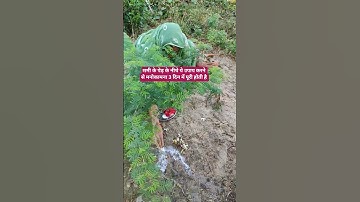 शमी के पेड़ के नीचे ये उपाय करने से मनोकामना 3 दिन में पूरी होती है 🌿plz subscribe🌿 #pradeepmishraji