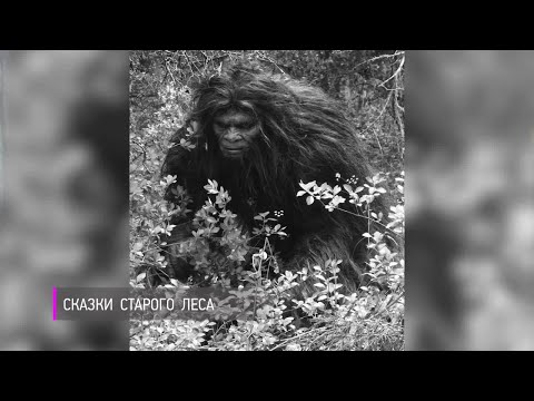 Сказки старого леса. Большая страна!