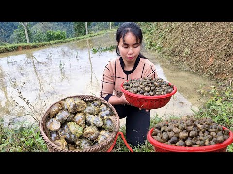 Harvesting snails, going to the market to sell them - Tilling the soil to make a vegetable garden