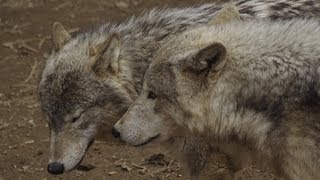 オオカミ縦社会~Wolf Pack