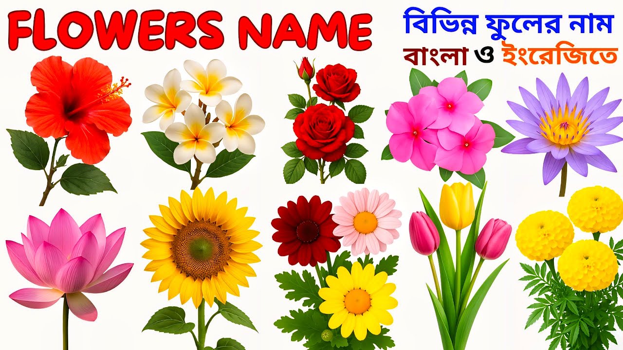 বিভিন্ন ফুলের নাম বাংলা ও ইংরেজিতে | Names of Different Flowers in Bengali and English.