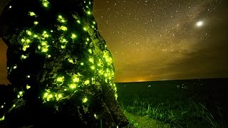 Prédateurs - Piège De Lumière
