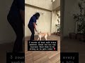 Boost Your Senior Dog’s Mobility with Back Walks! #petcaretips #dogtrainingtips #doghealth #training