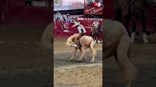 😱 Horse Suddenly BITES Rider! (Unbelievable Reaction)🚨 #shorts #viral #horse #animal #unexpected