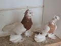 Узбекские бойные голуби / Uzbek Pigeons ( Христофор Терзопуло , Афины, Греция )