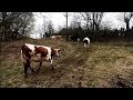 У нас пополнение /коровы на прогулке 🐄