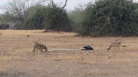 WHO WILL WIN | Badger vs Python vs Wolves!