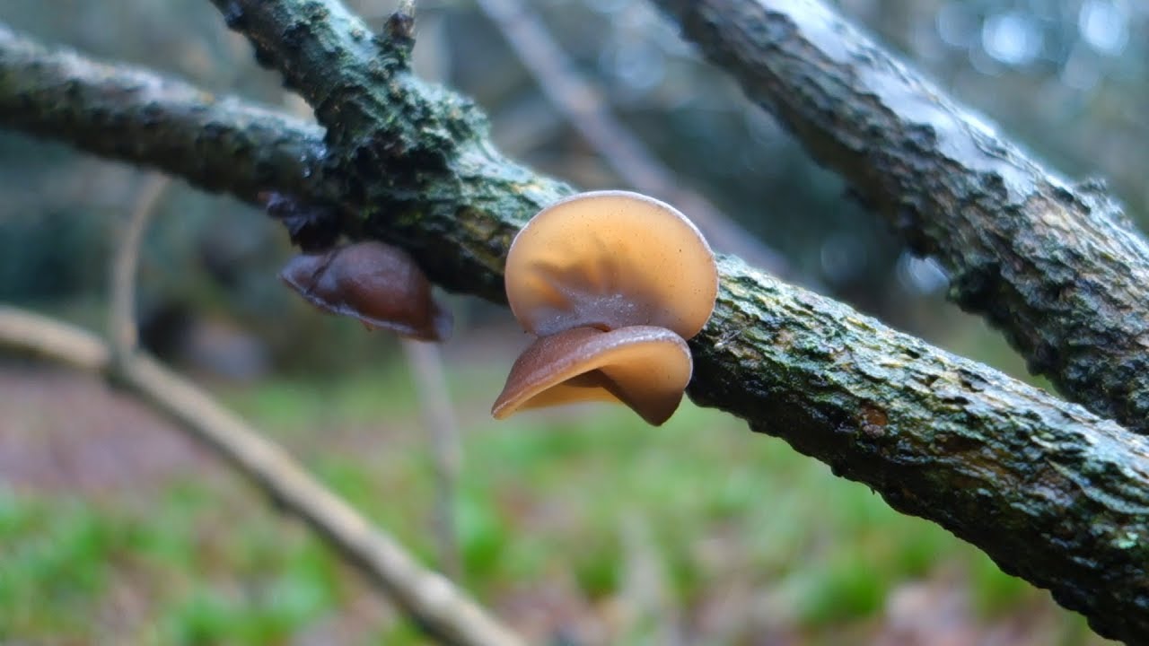 Jelly Ear (Auricularia auricula-judae) for dinner