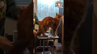 Hoeveel KITTENS gaat Poes VICTORIA krijgen? #kittens #bevallen #bevalling #dekking  #shorts