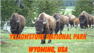 Wildlife at Lamar Valley and Mammoth Hot Springs | Yellowstone National Park
