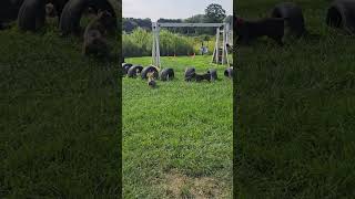 ruby's puppies 3