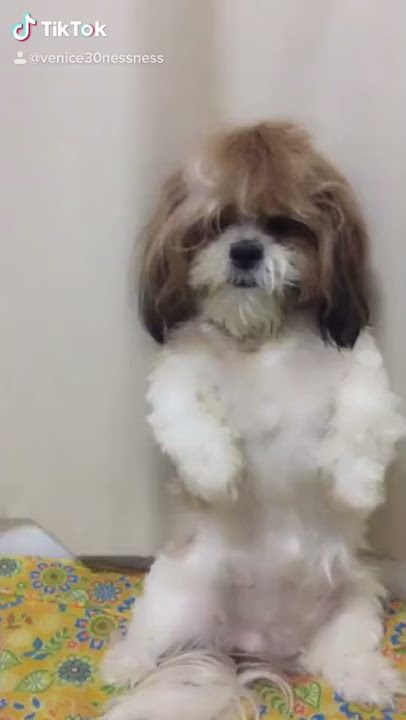 Shih tzu crying
