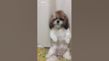 Thumbnail of Shih tzu crying