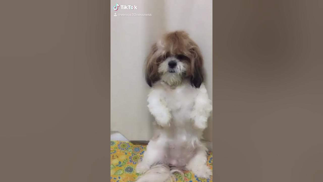 Shih tzu crying Shih tzu crying