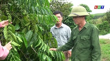 Phát huy vai trò của tổ khuyến nông cộng đồng