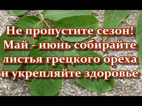 Не пропустите сезон! Май - июнь собирайте листья грецкого ореха и укрепляйте здоровье