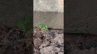 The Benefits of Having Frogs & Toads in Vegetable Gardens: Natural Pest Control & Ecosystem Balance