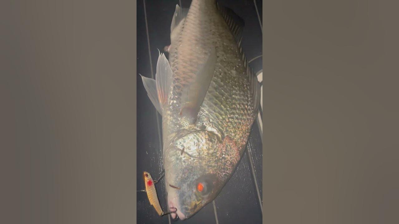 Big Monster Grunter Aka Javelin Fish fishingaustralia fishing lure big-monster-grunter-aka-javelin-fish-fishingaustralia-fishing-lure