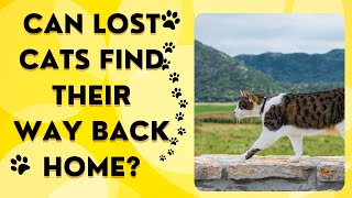 Can Your Lost Cat Find Its Way Home? Watch to find out. by Kitty Korner 448 views 2 weeks ago 2 minutes, 4 seconds