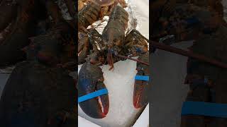 Poor Lobster | Biktima ng Katakawan