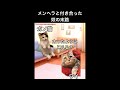 メンヘラと付き合った奴の末路【猫ミーム】【猫マニ】【猫meme】