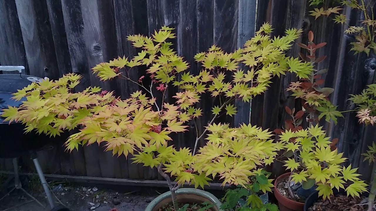 Autumn Moon vs. Moonrise