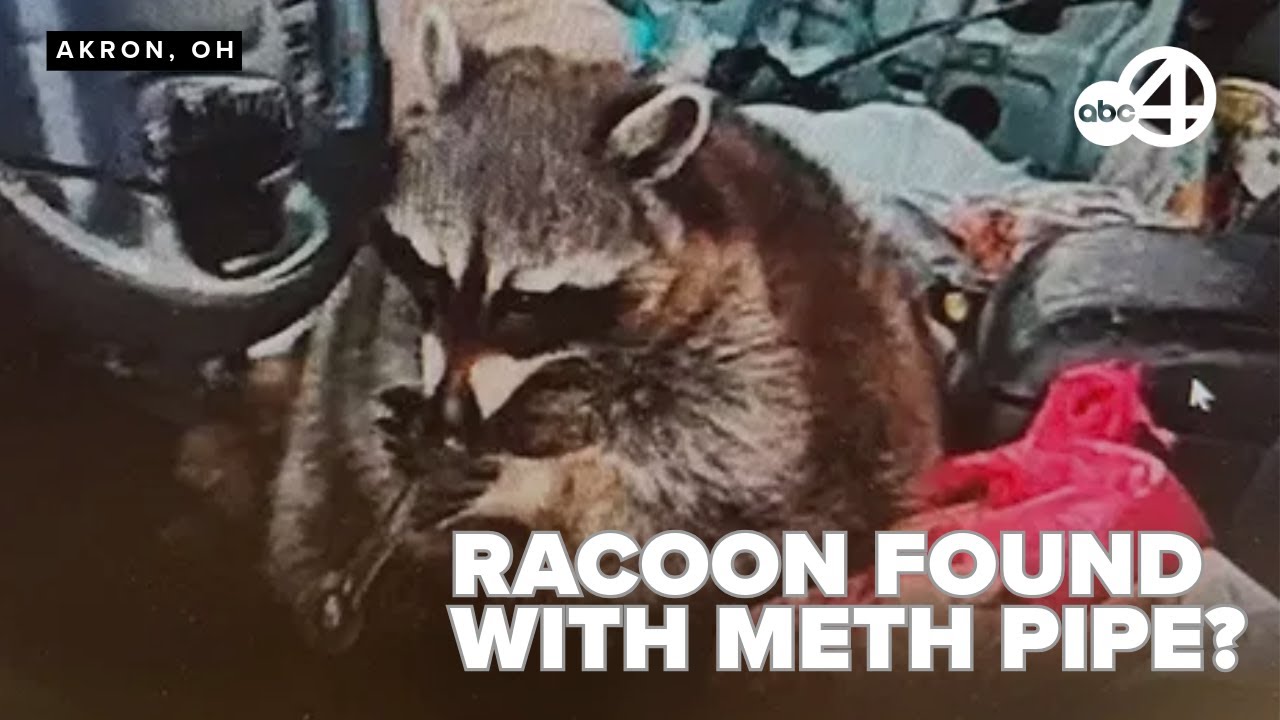 'Chewy' the raccoon found with meth pipe in mouth during Ohio traffic stop